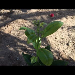 Meet your Posher, Adalberto